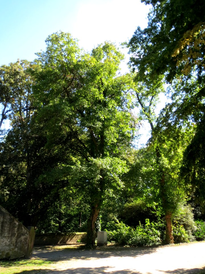 20130817Rosskastanie_Speyer2