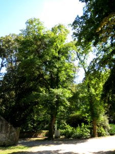 20130817Rosskastanie_Speyer2
