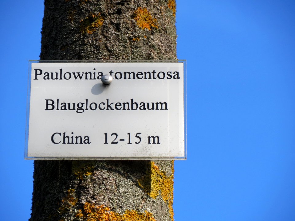 20130817Paulownia_tomentosa3