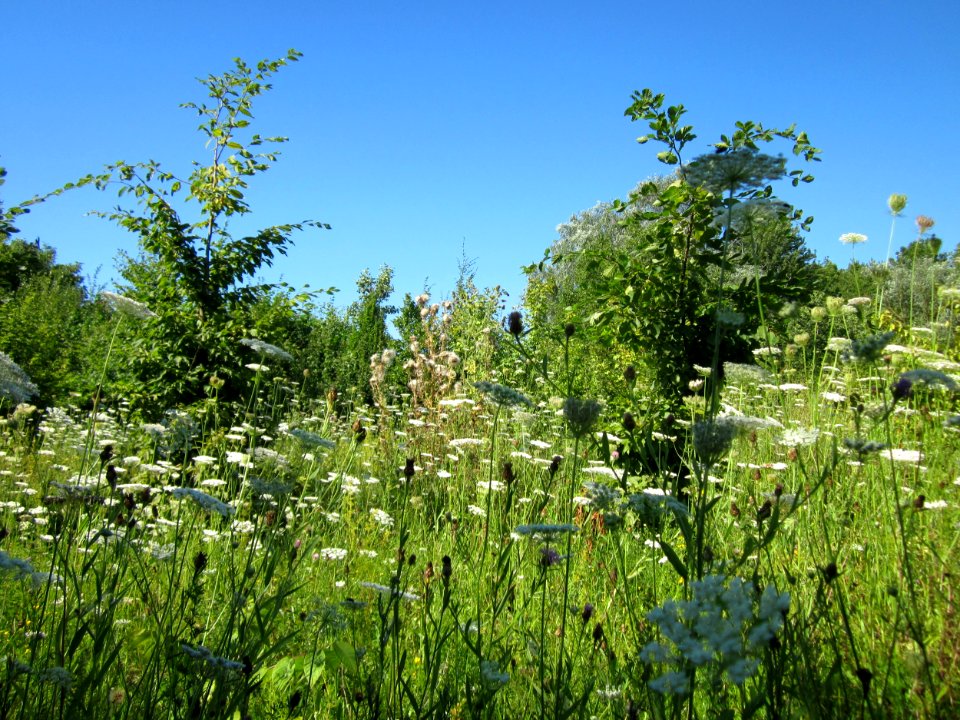 20130802Daucus_carota2