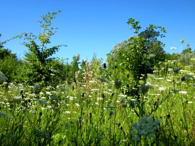 20130802Daucus_carota2
