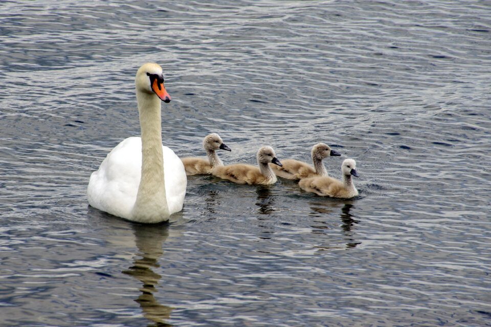 Cygnus anatidi birds