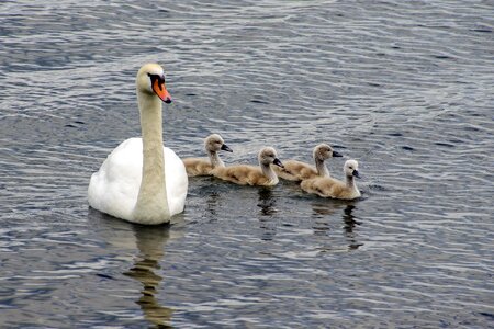 Cygnus anatidi birds