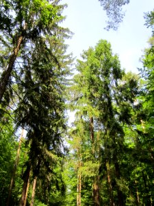 20130714Fichte_Schwetzinger_Hardt1