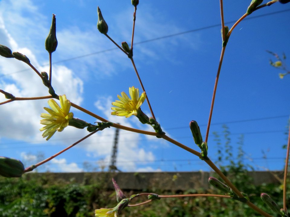 20130819Stachel-Lattich_Hockenheim07