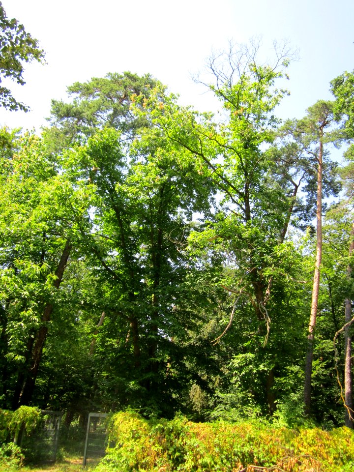 20130714Kastanie_Schwetzinger_Hardt1