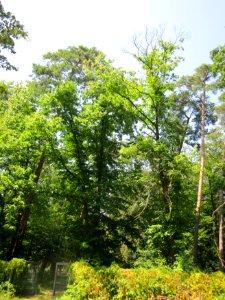 20130714Kastanie_Schwetzinger_Hardt1