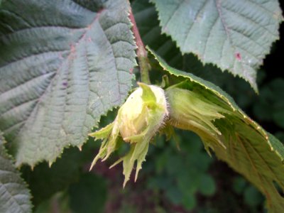 20130713Haselnuss_Schwetzinger_Hardt3
