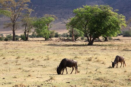 Antelope africa nature