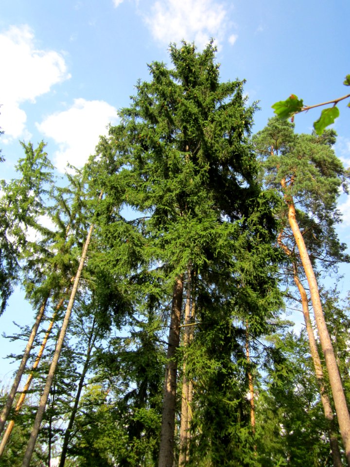 20130803Pseudotsuga_menziesii2