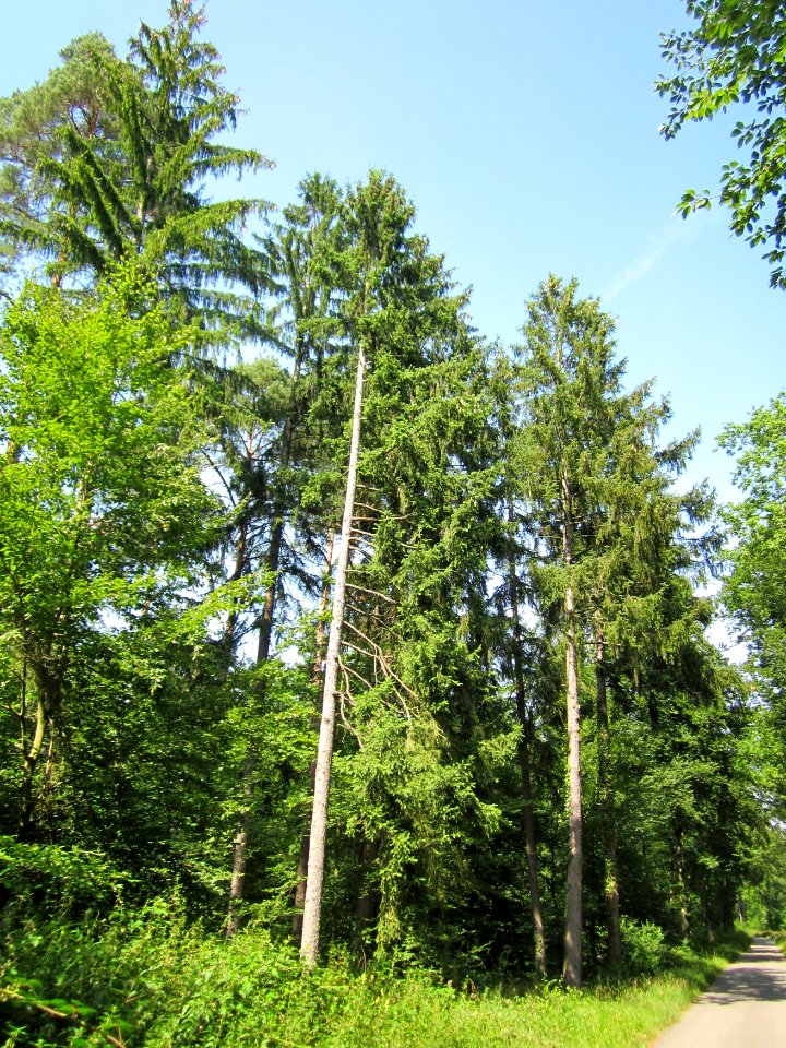 20130714Fichte_Schwetzinger_Hardt2