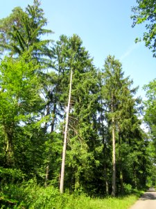 20130714Fichte_Schwetzinger_Hardt2