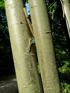 20130821Castanea_sativa3