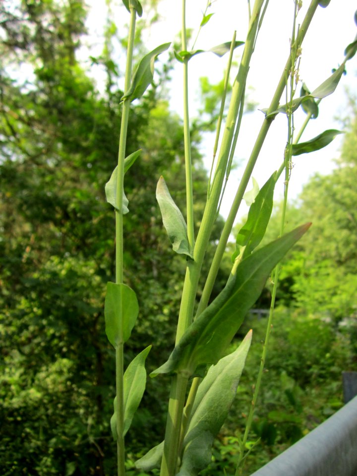 20130713Turmkraut_Schwetzinger_Hardt4