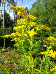 20130803Solidago_canadensis1