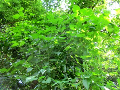 20130713Waldrebe_Schwetzinger_Hardt1
