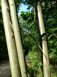 20130821Castanea_sativa4
