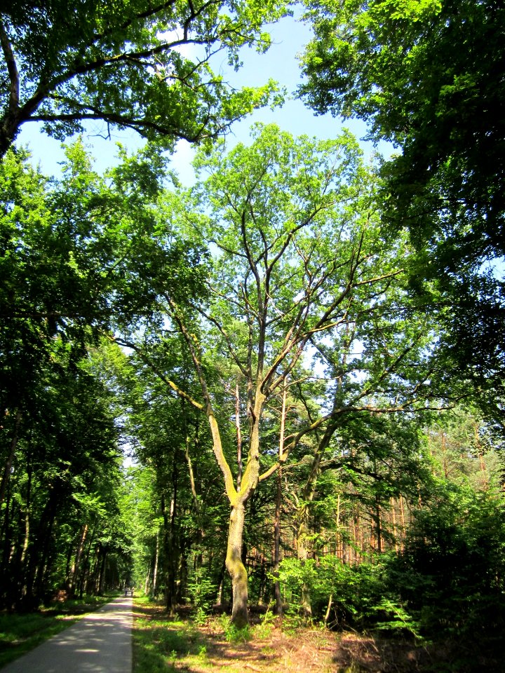 20130714Eiche_Schwetzinger_Hardt