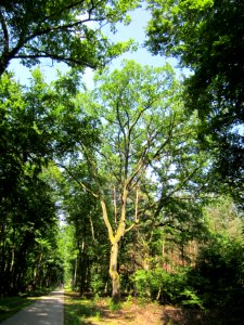 20130714Eiche_Schwetzinger_Hardt
