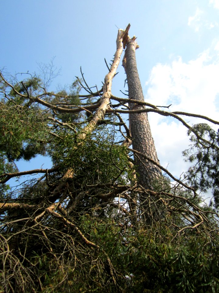 20130713Windbruch_Schwetzinger_Hardt03