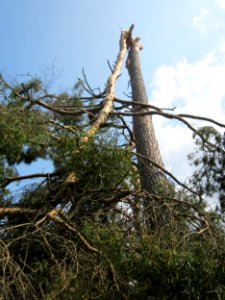 20130713Windbruch_Schwetzinger_Hardt03