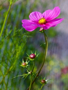 Flower plant nature