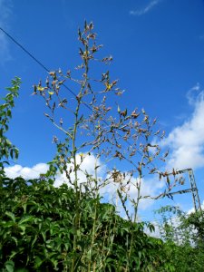20130819Stachel-Lattich_Hockenheim01