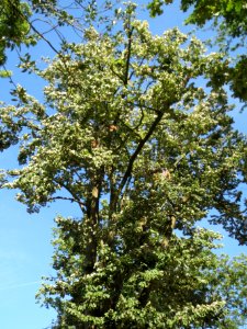 20130817Tilia_tomentosa5 photo