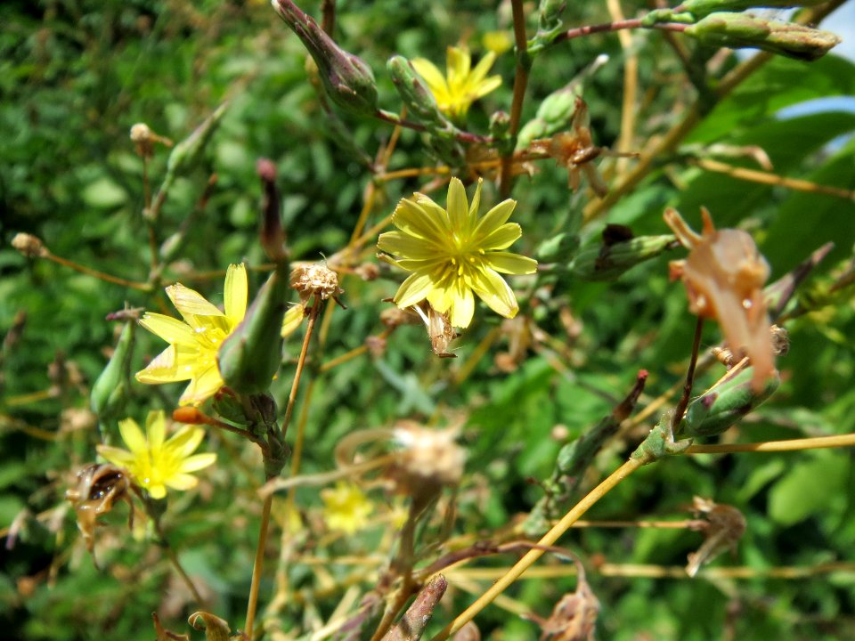 20130819Stachel-Lattich_Hockenheim09