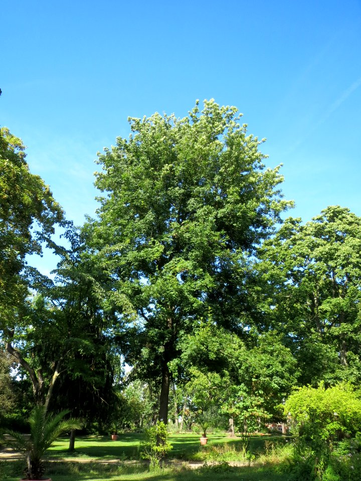 20130817Tilia_tomentosa4
