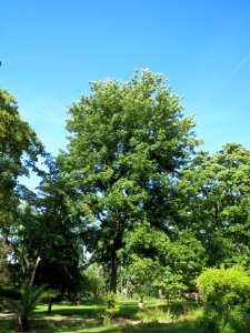 20130817Tilia_tomentosa4 photo