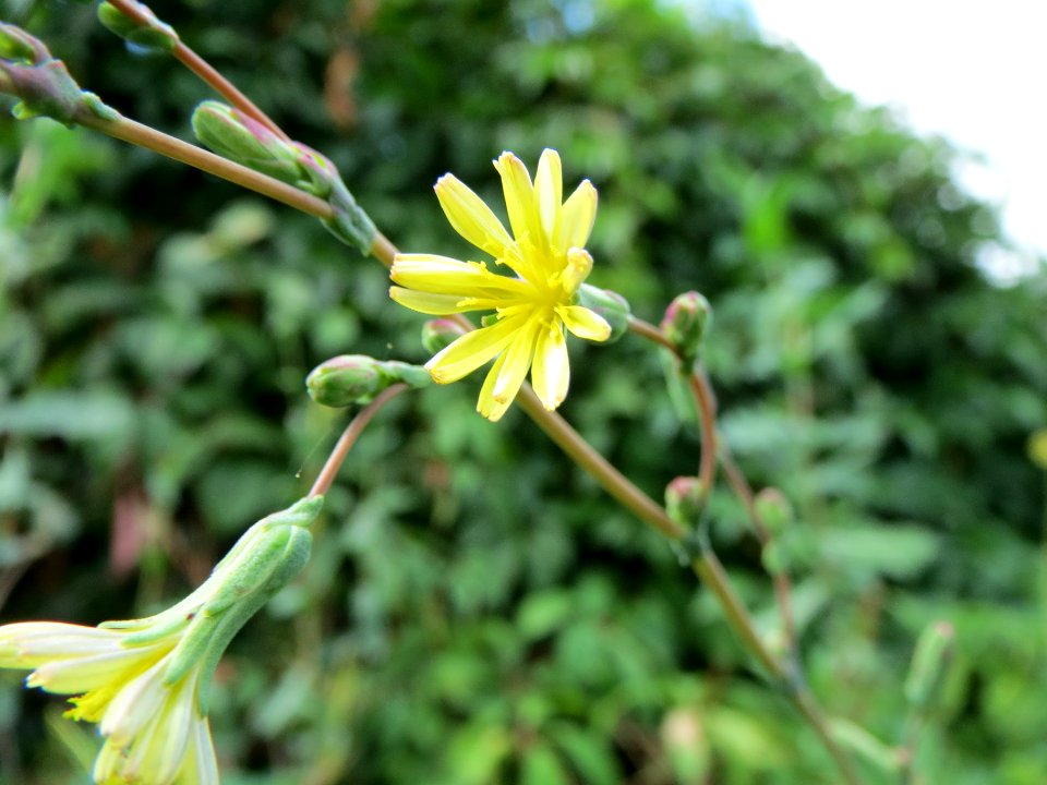 20130819Stachel-Lattich_Hockenheim12