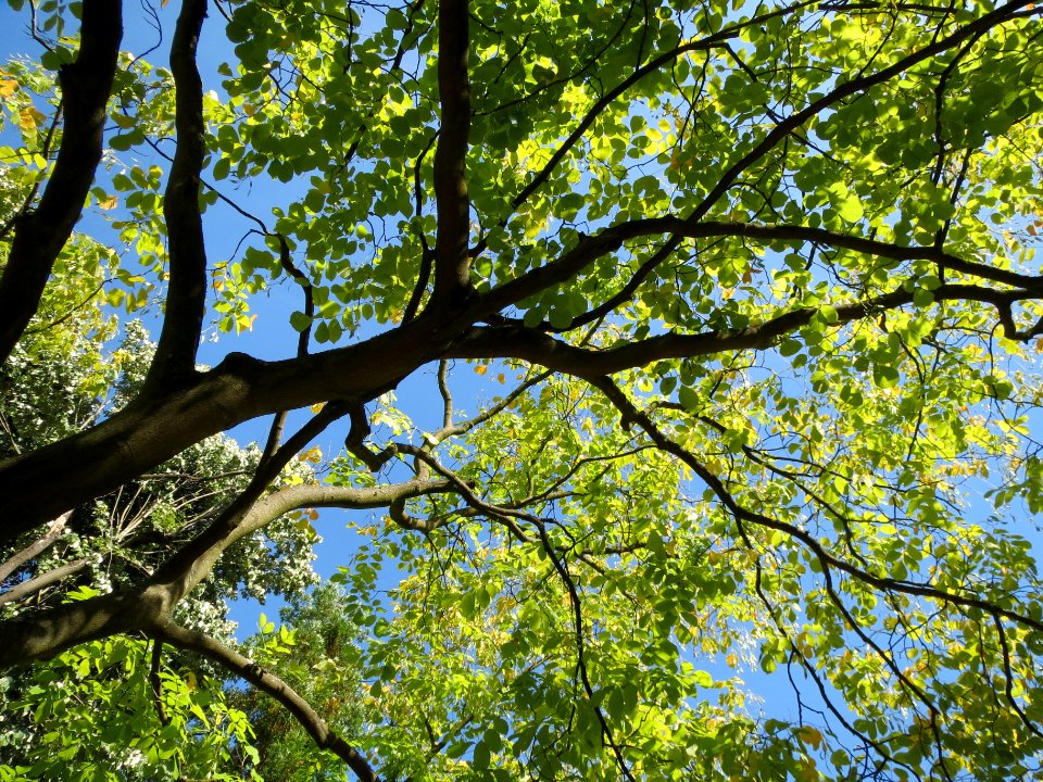 20130817Tilia_tomentosa2