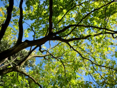 20130817Tilia_tomentosa2 photo