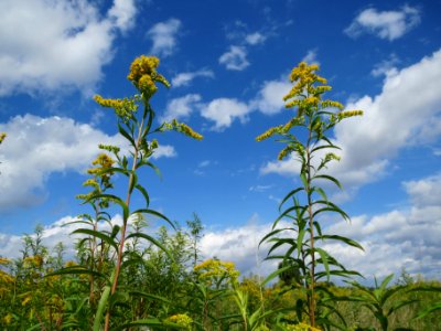 20130819Solidago_canadensis1