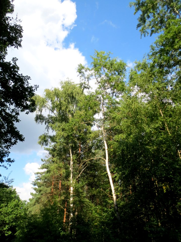 20130820Betula_pendula2