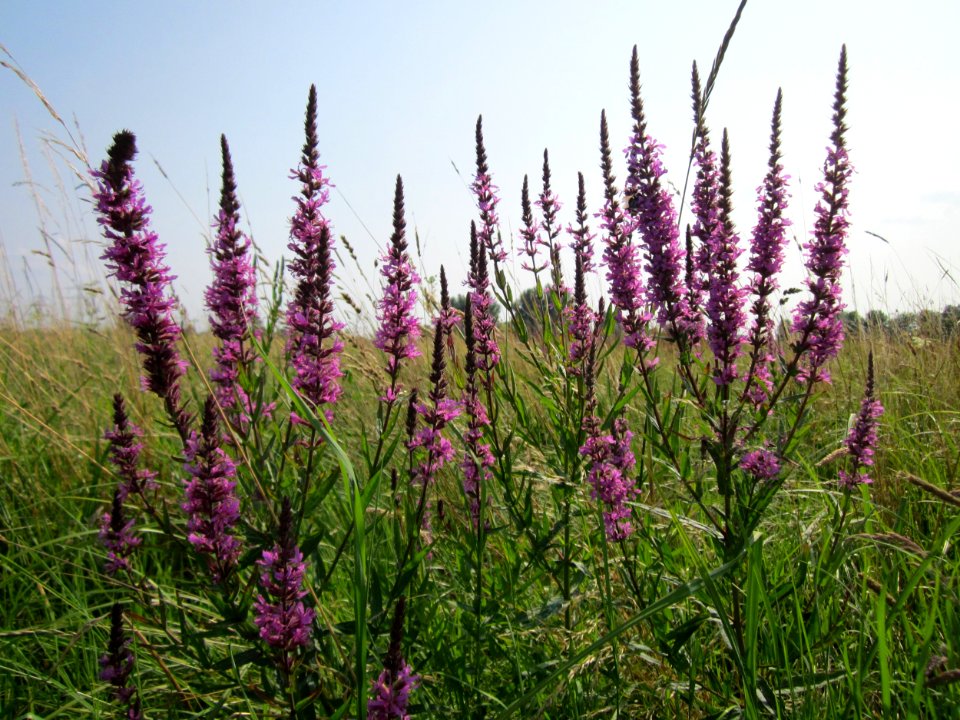 20130713Lythrum_salicaria1