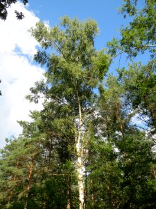 20130820Betula_pendula4