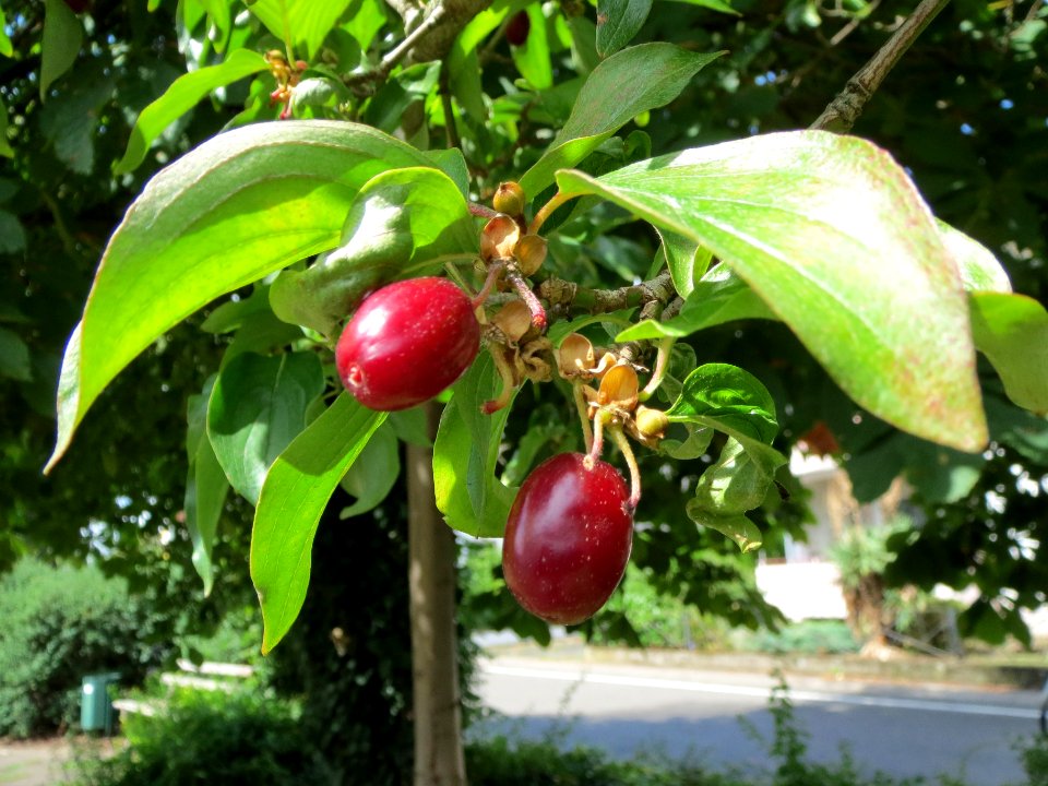 20130819Kornelkirsche_Hockenheim2