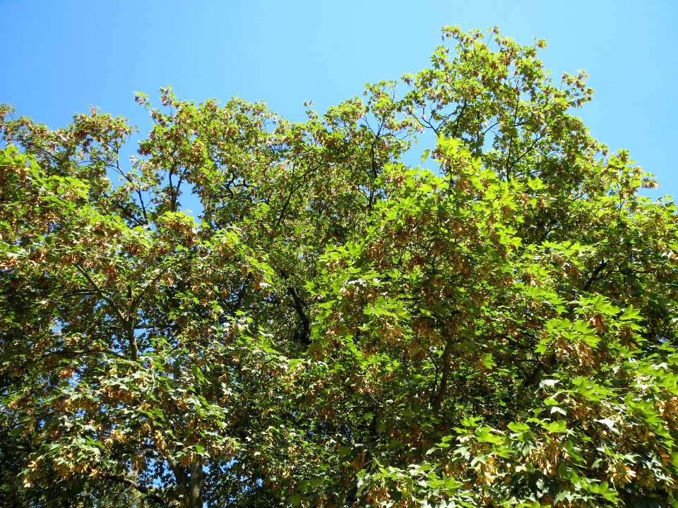 20130817Bergahorn_Speyer2
