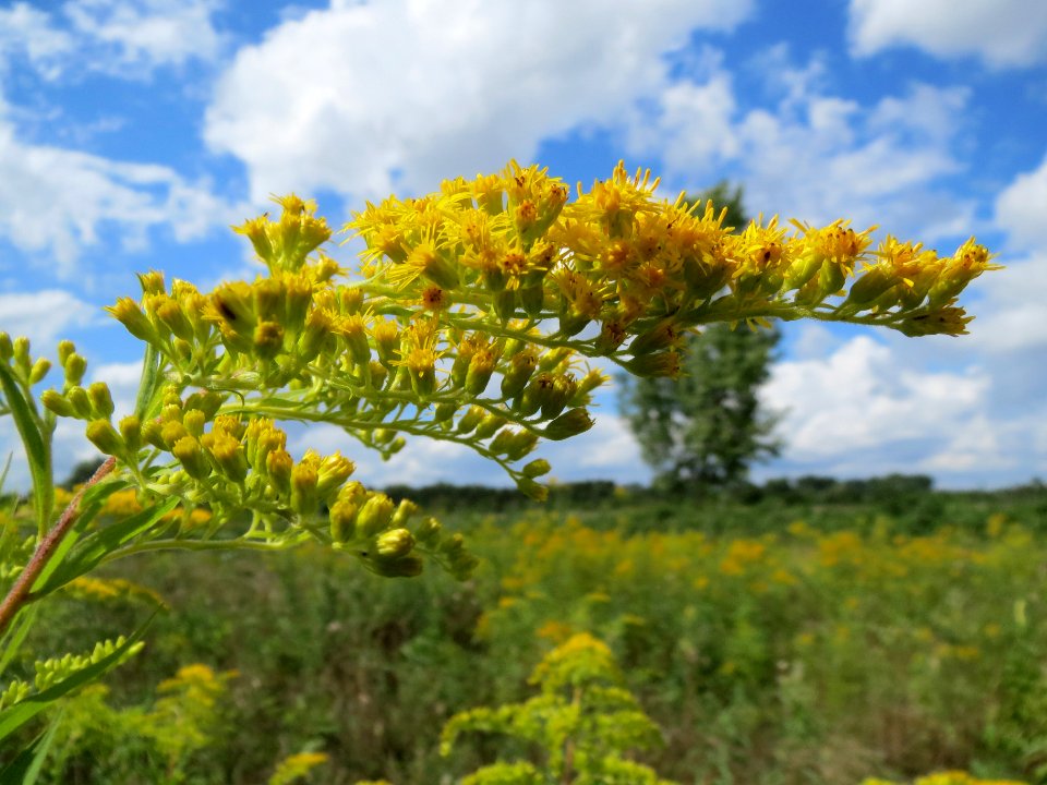 20130819Solidago_canadensis3