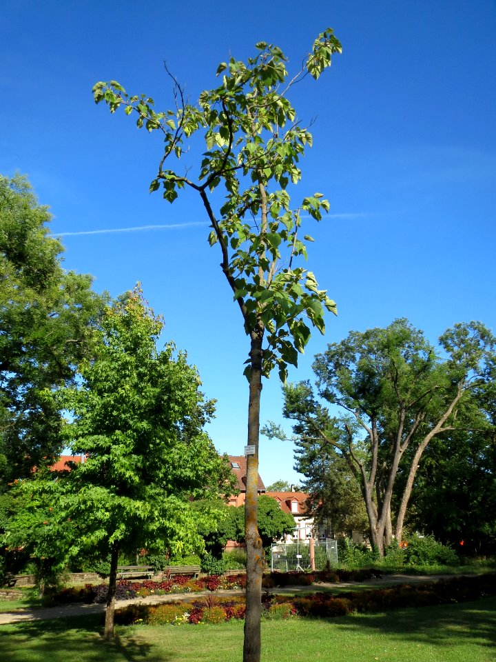 20130817Paulownia_tomentosa1