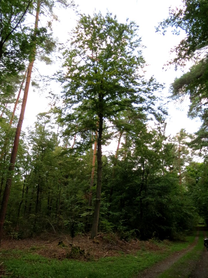 20130820Fagus_sylvativa1
