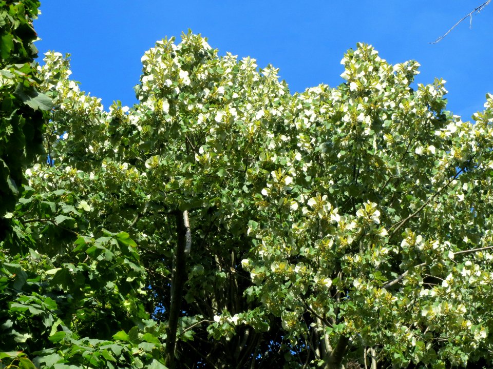 20130817Tilia_tomentosa3