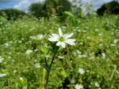 20130819Myosoton_aquaticum5