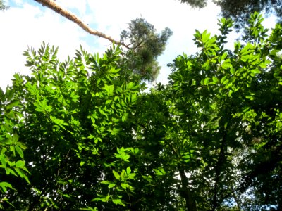 20130821Castanea_sativa1