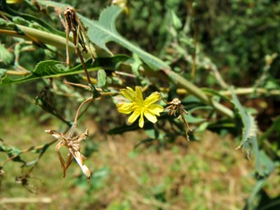 20130819Stachel-Lattich2