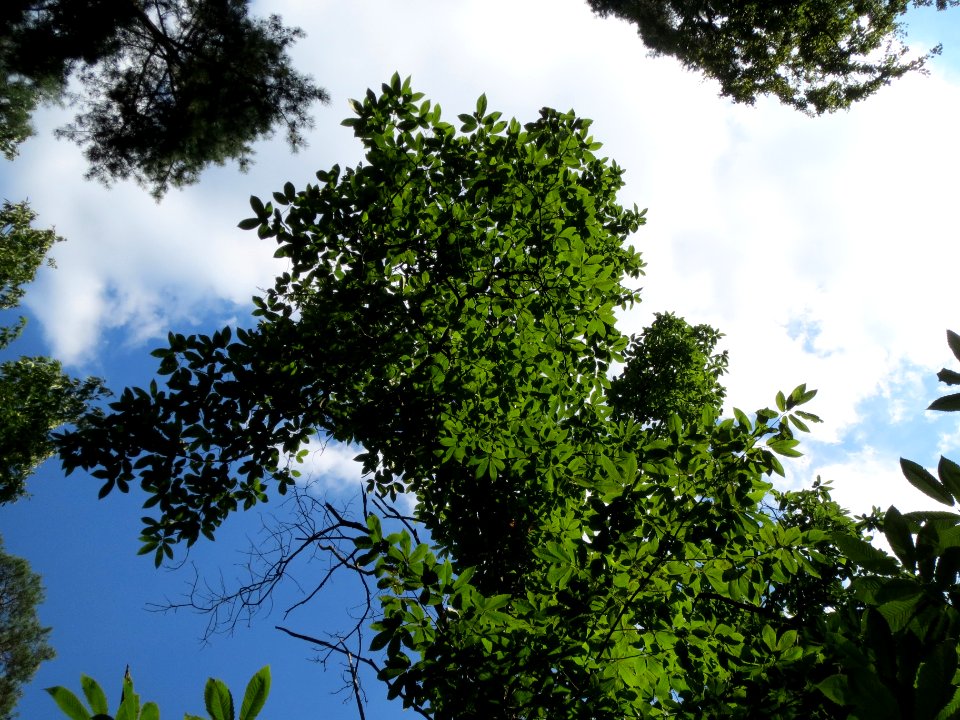 20130821Castanea_sativa8