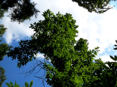 20130821Castanea_sativa8