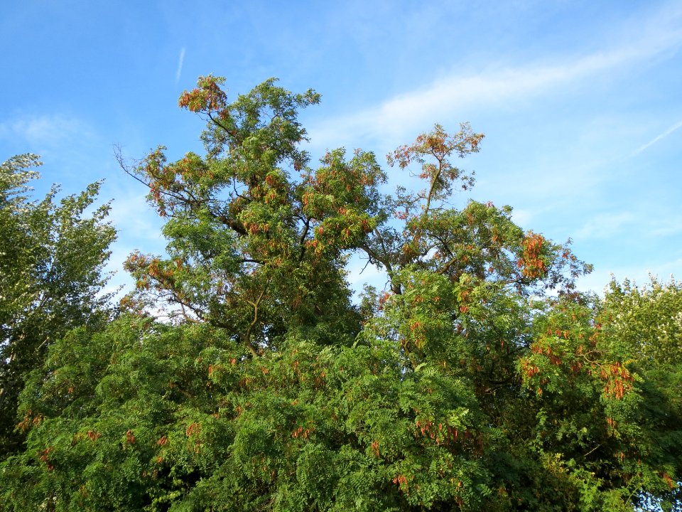 20130817Robinia_pseudoacacia1